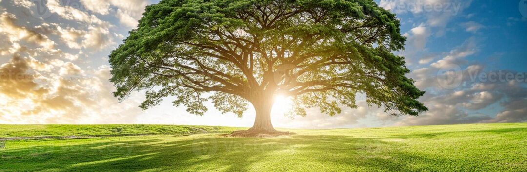 big-tree-growing-in-the-grass-scientific-name-albizia-saman-common-name-rain-tree-photo